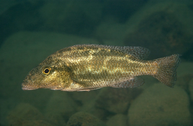 Nimbochromis linni 'Magunga'